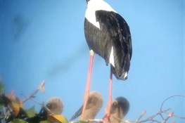 Three Rare Black-Necked Storks Hatch in Kulen Promtep Wildlife Sanctuary